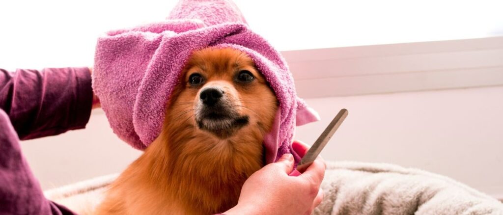 Hund Kuehlhandtuch Empfehlungen