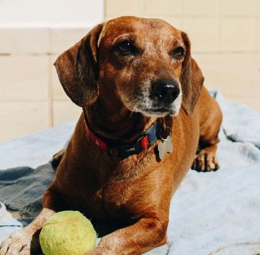 Hund Kuehlhandtuch Ratgeber