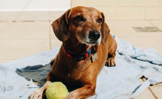 Hund Kuehlhandtuch Ratgeber