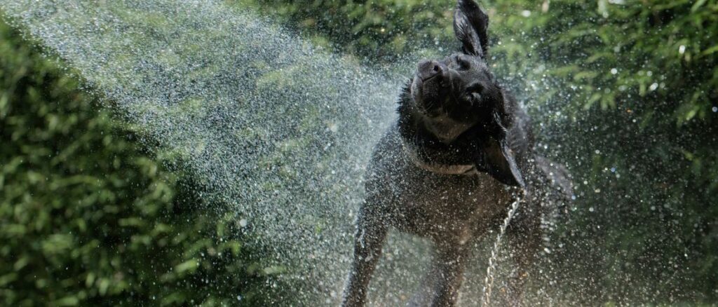 Kuehlende Handtuecher fuer Hunde